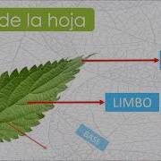 Hojas