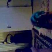 Bilal Cat Kapi