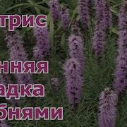 Группа Лиатрис
