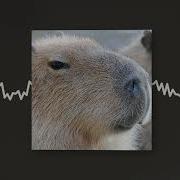 Capybara Сто Личный Она Нас