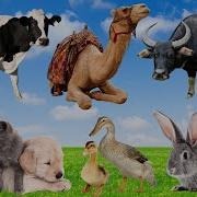 Rabbit Camel Dog