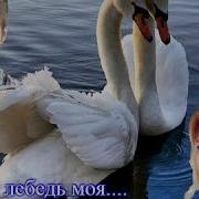 Белая Лебедь Белая Лебедь Моя