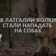 Волки Нападают На Собак