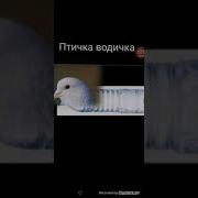 Трек Бобёр Ковёр Птичка Водичка Кровка Морковка Рыбёшка Лепёшка Но