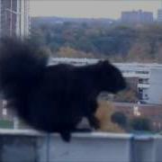 Агар Ошиклигим Айтсам Rajabiy Agar Oshiqligim Aytsam Squirrel Белка