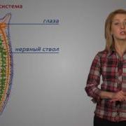 Тип Плоские Черви 7 Класс