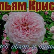 Уильям Кристи