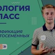 Классификация Покрытосеменных