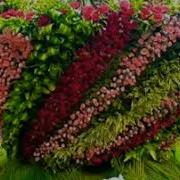 Газалхои Рамазони
