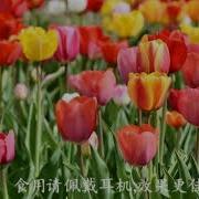 女性向咽拭子