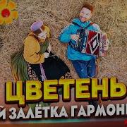 Мой Залетка Гармонист