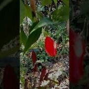 Phool Boror Babe Akhontek