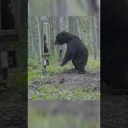 Рэпер Медведь