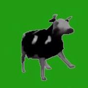 Polish Cow Green Screen