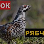 Рябчик Голос