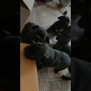 Саунтрек Бульдог