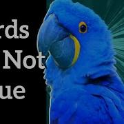 Blue Feathers
