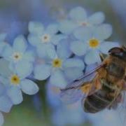 Незабудки Детские Песни Текст И Минус