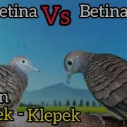 Perkutut Lokal Betina Vs Betina