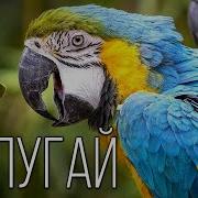 Попугай Ара
