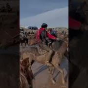 Көкпар Музыка