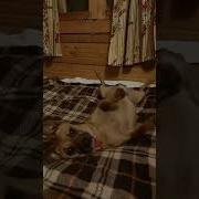 Поцелуешь Меня Стану Красивым Принцем