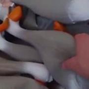 Крик Резиновых Уток Серые Утки Кричат Хором