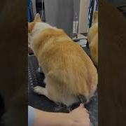 Собаки Линяют 2 Раза В Год