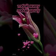 Ти Как Прекрасна Как Цветок