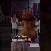 Маска Хомяк Выступление