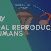 Sperm