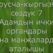 Адамдын Ички Органдары Жана Манжалардын Аталышы Орусча