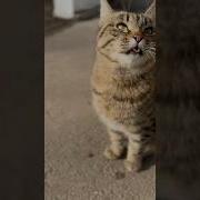 Утренняя Милота