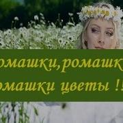 Ромашки Ромашки Ромашки Цветы Иду И Гадаю Любишь Ли Ты