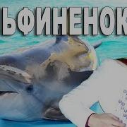 Вячеслав Абросимов Дильфененок