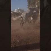 بنت تمص زب حصان