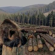 Попаданец Из Тайги В Игру