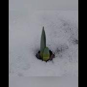 Matonat