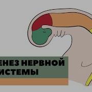 Онтогенез Нервной Системы