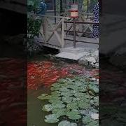 Эээй Золотая Рыбка Ты Что Не Слышишь Что Ли