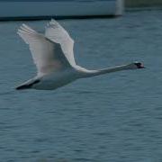 White Swans Flying