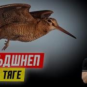 Голос Вальшнепа Весной