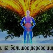 Музыка Для Цигун Большое Дерево