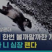 팬더가 심장을 팬다