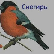 Пение Птиц Снегирь