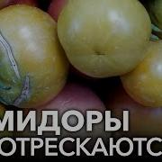Помидор Мальцев