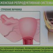 Женская И Мужская Репродуктивная Половая Система