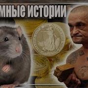 Тюремный Рассказ Про Крысу