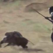 Обезьяны Сбегают На Кабане Мото Звук Monkey Moto
