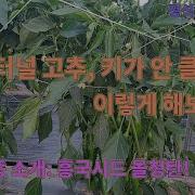 고추